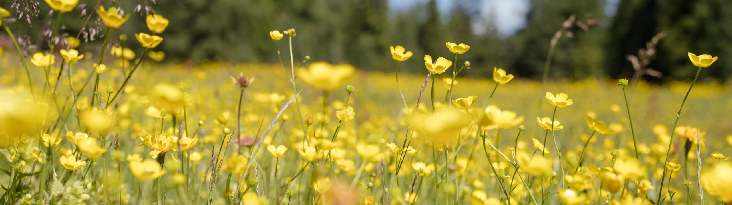 Dolorama Rodeneck 02076