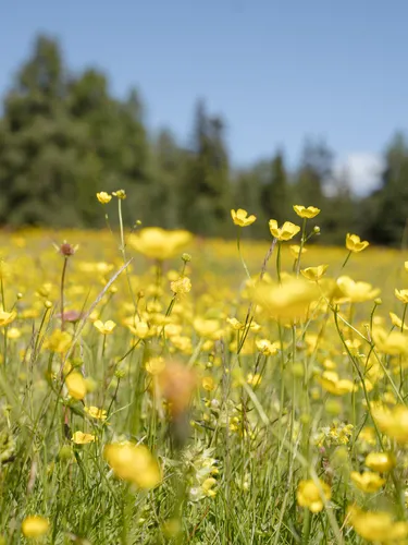 Dolorama Rodeneck 02076